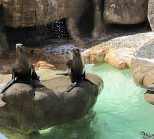 Robbenfüttern ist hier möglich