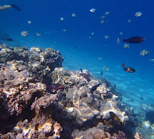 House reef