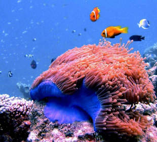 maledivische Anemonenfische