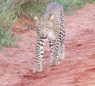 Leopard auf Beutejagd