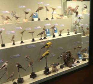 Naturhistorisches Museum