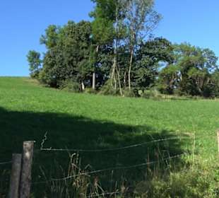 Waldameisen-LehrPfad