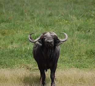 Büffel im Amboseli