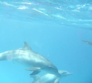 ...noch mehr Delfine...