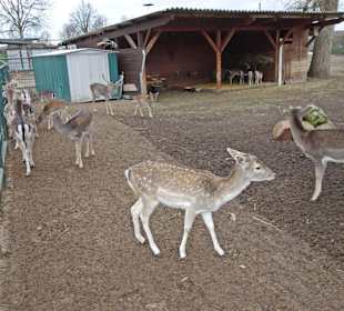 Streichelzoo Rülzheim