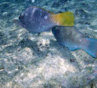 Zdjęcia rafy wykonane przeze mnie pod wodą