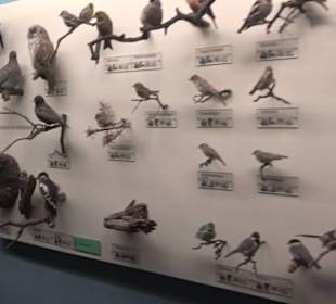Museum für Naturkunde