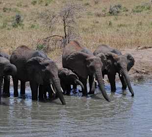 Elephants waterhole