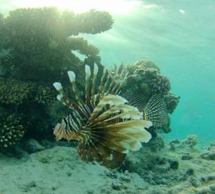  Riffe/Korallen