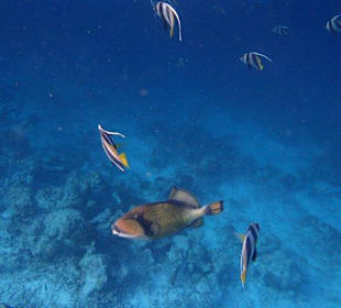 Schnorcheln Hausriff