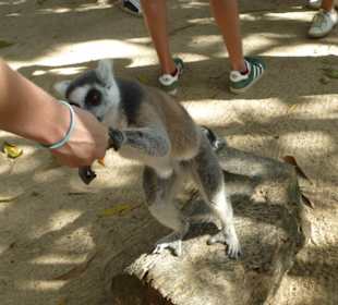 Endlich - Kattas aus Madagaskar
