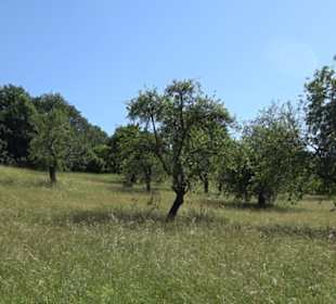 Eduard Lucas Musterobstgarten Mähringen