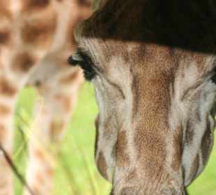 Hier steckt sie den Kopf in dr Bus rein