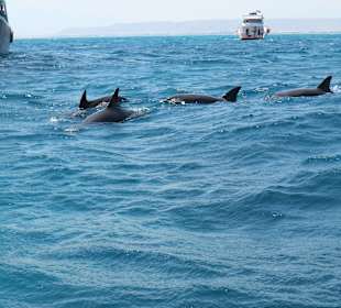 Delfin Tour "Dolphine House" El Gouna