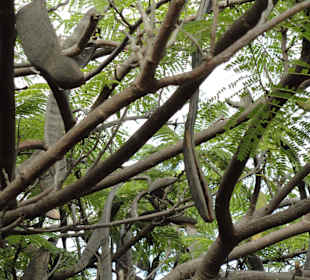 Parque Botánico de Maspalomas