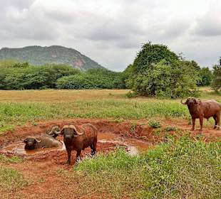 Büffel am Wasserloch