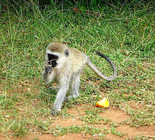 Na ja, nehmen wir erst die Brotkrumen!