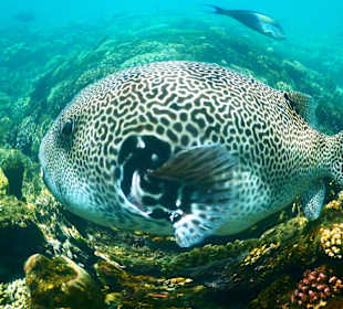 Riesenkugelfischimpressionen