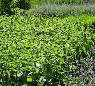 Spaziergang durch den Botanischen Garten Bremen