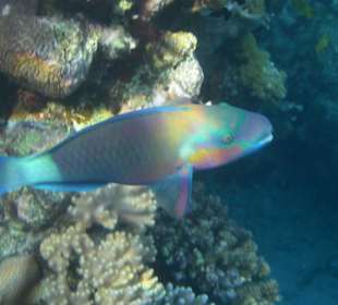 Sehr schönes Schnorchelrevier