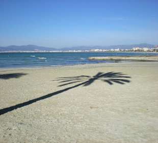 Palmenstrand von El Arenal im Januar