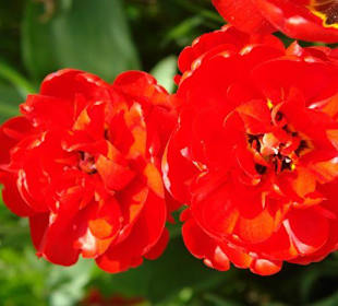 Осторов майнау