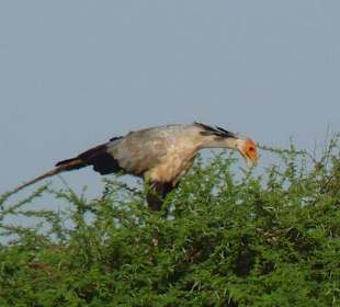 Sekretär hoch im Baum