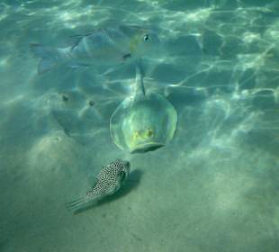 Rochen direkt am Strand
