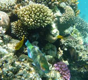 Schnorcheln Makadi Bay