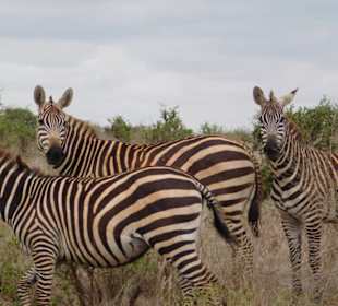 Zebras ohne Ende