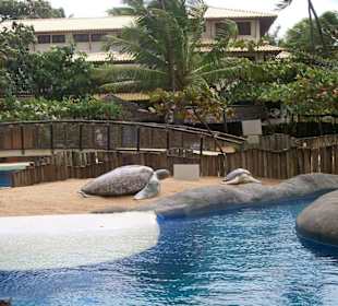 Schildkröten - Bassin