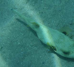 Maskenkugelfisch