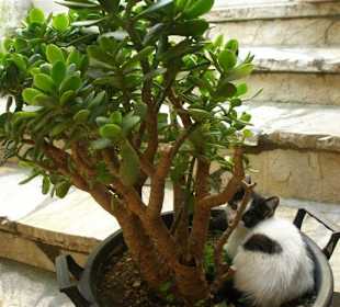 Blumentopf mit Katze