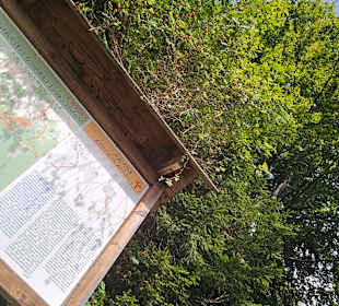 Italy Hoch zu den Bäume