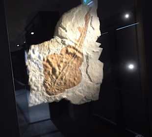 Dinosaurier Museum Altmühltal