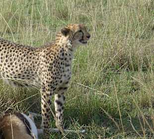 Gepard