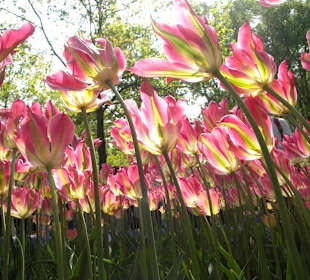 Tulipany w Keukenhof