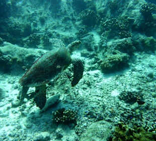 Dive