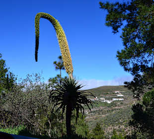 Gran Canaria: Artenara