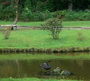 Schwarzer Schwan