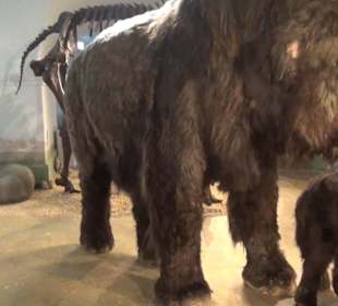 Ausstellung Eis Safari