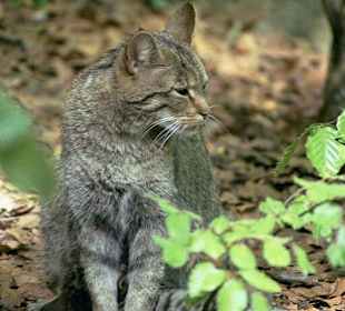 Naturpark Bayrischer Wald, Wildkatze