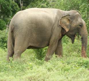 Elefantendame im Yala Park