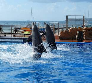 Marineland in Palma