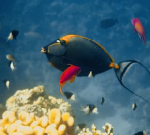 Schnorcheln Coraya Bay Marsa Alam 