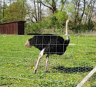 Straußenfarm Mhou Rülzheim