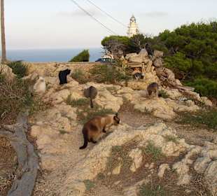 Wilde Katzen am Leuchtturm