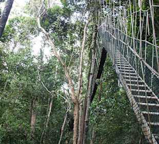 Canopy walk