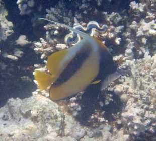 Schnorcheln Makadi Bay