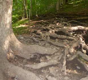 Wolfsklamm - Wurzeltafel
